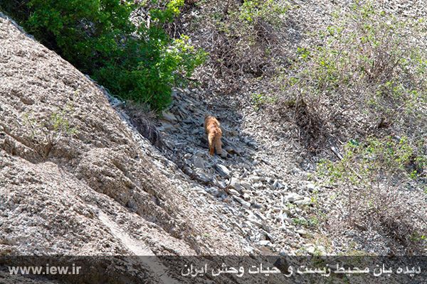 تصاویر فوق العاده از عجیب ترین و کمیاب ترین گربه وحشی ایران