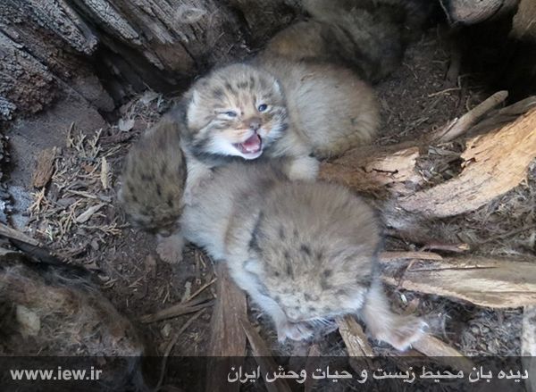 تصاویر فوق العاده از عجیب ترین و کمیاب ترین گربه وحشی ایران