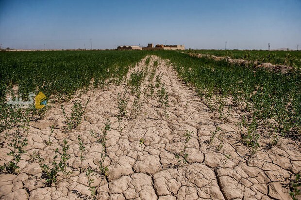 ضرر و زیان ۲۰ همتی گلستان در حوزه کشاورزی/ محیط&zwnj;های گردشگری گلستان توانمند نیست